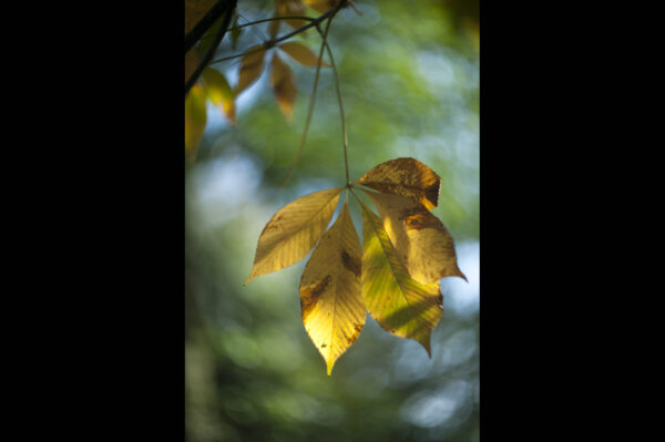 Marianne dams - nature - autumn leaf on tree