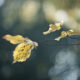 Marianne dams - nature - autumn leaves
