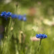 Marianne dams - flowers - korenbloemen