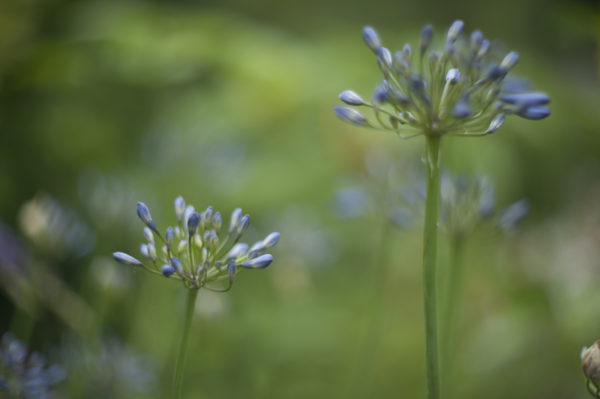 Marianne dams - flowers - agapanthus