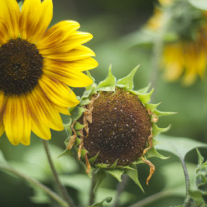 Marianne dams - flowers - zonnebloemen