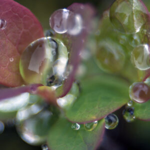 marianne dams - nature - rain on leaf