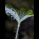 marianne dams - nature - rain on leaf