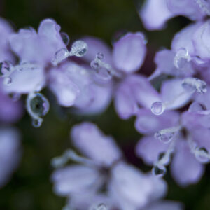 marianne dams - nature - purple flower